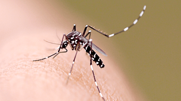 La SEF alerta del riesgo de la transmisión del zika en la compra de esperma por internet