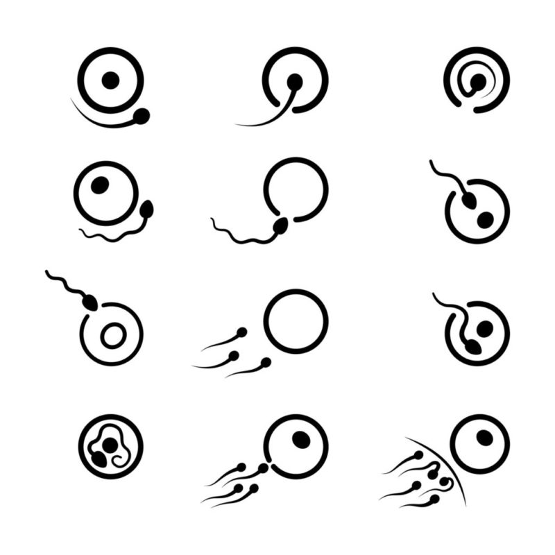 La fragmentación del ADN de los espermatozoides causa muchos casos de infertilidad masculina de difícil diagnóstico