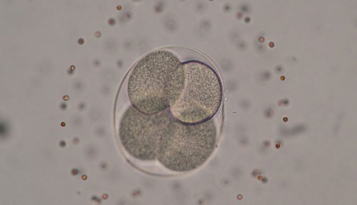 La implantación de embriones con células normales y anormales replantea la fecundación ‘in vitro’