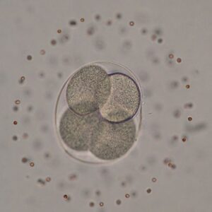 La implantación de embriones con células normales y anormales replantea la fecundación ‘in vitro’
