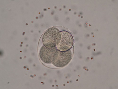 La implantación de embriones con células normales y anormales replantea la fecundación ‘in vitro’