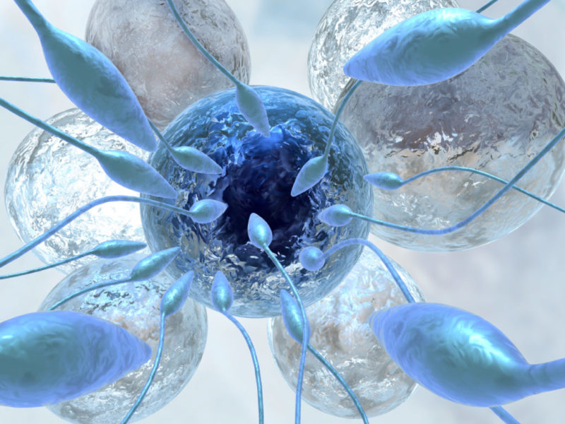 La técnica de fertilidad 'hijos de tres padres' permitirá curar embriones enfermos antes de implantarse en el útero