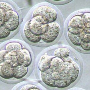 La transferencia de un sólo embrión es la mejor opción para las futuras mamás y los bebés