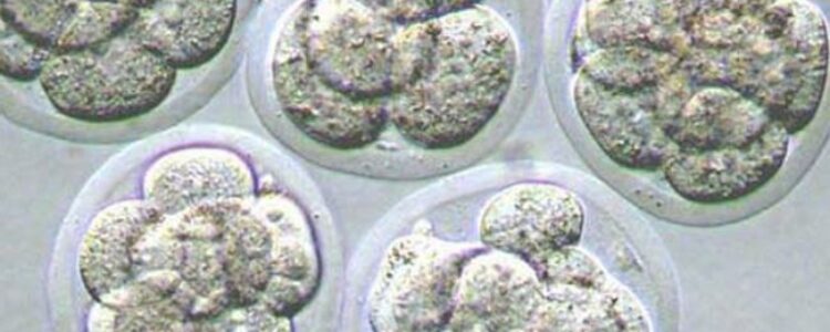 La transferencia de un sólo embrión es la mejor opción para las futuras mamás y los bebés