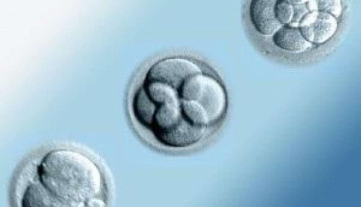 La vida oculta de los embriones