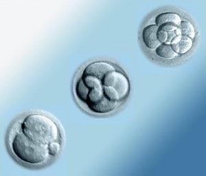 La vida oculta de los embriones