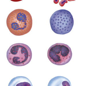 Las dudas sobre la transferencia embrionaria