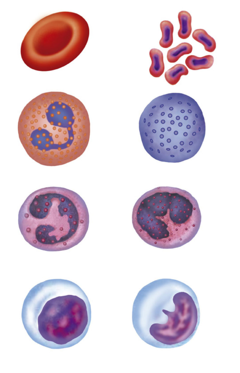 Las dudas sobre la transferencia embrionaria