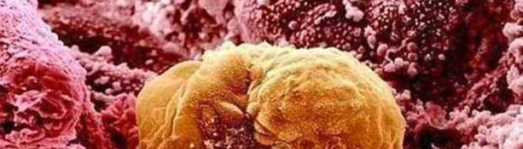 Los científicos observan por primera vez cómo se desarrolla un embrión tras implantarse en el útero