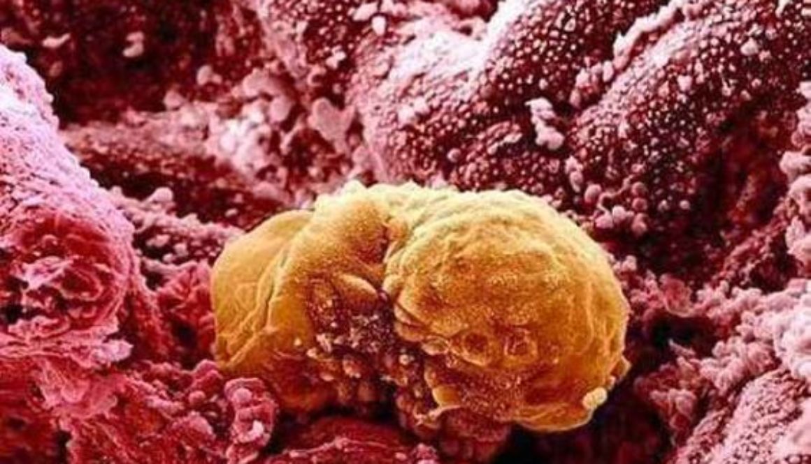 Los científicos observan por primera vez cómo se desarrolla un embrión tras implantarse en el útero