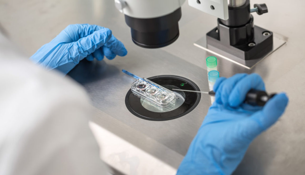 Los embriones desarrollados en el laboratorio se comportan de forma distinta a los creados en su medio natural