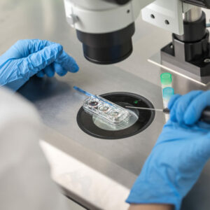 Los embriones desarrollados en el laboratorio se comportan de forma distinta a los creados en su medio natural