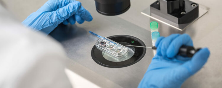 Los embriones desarrollados en el laboratorio se comportan de forma distinta a los creados en su medio natural