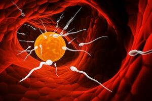 Los espermatozoides saben hacer cálculos complejos