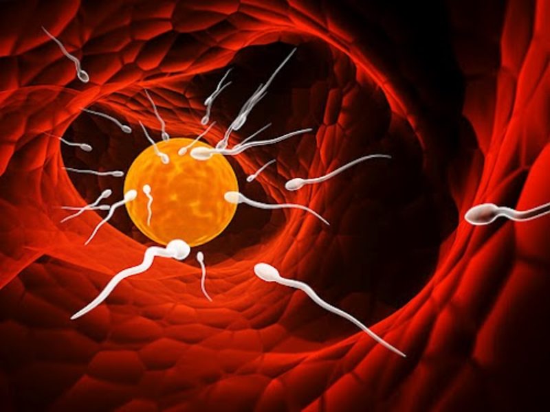 Los espermatozoides saben hacer cálculos complejos