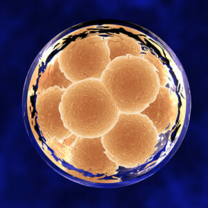 Nueva incubadora para el cultivo en bajas concentraciones de oxígeno