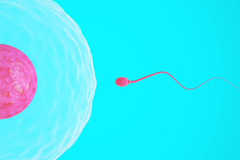 Nuevo estudio en el Instituto Bernabeu sobre la comunicación del espermatozoide y el óvulo