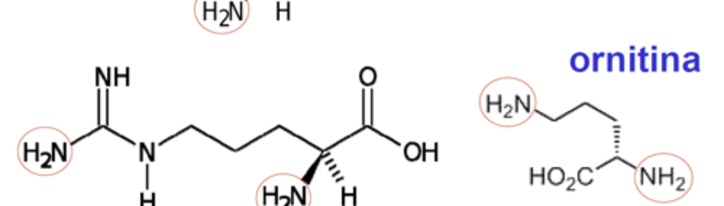 Ornitina