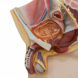 Primer trasplante de pene y escroto del mundo