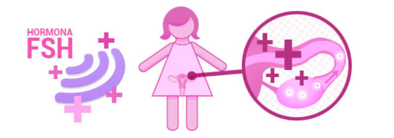 Proceso de la Fecundación In Vitro