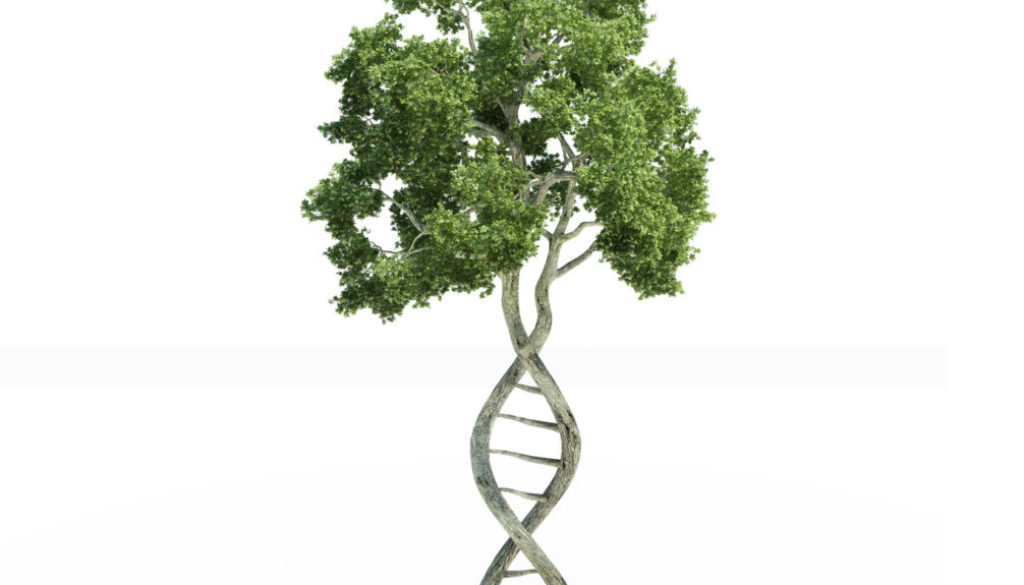 DNA shaped tree DNA shaped tree