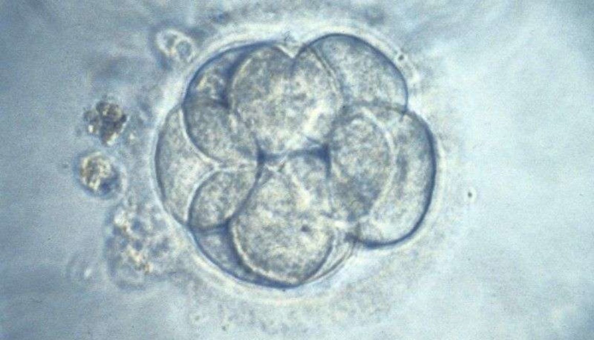 Transferencia embrionaria en día 4