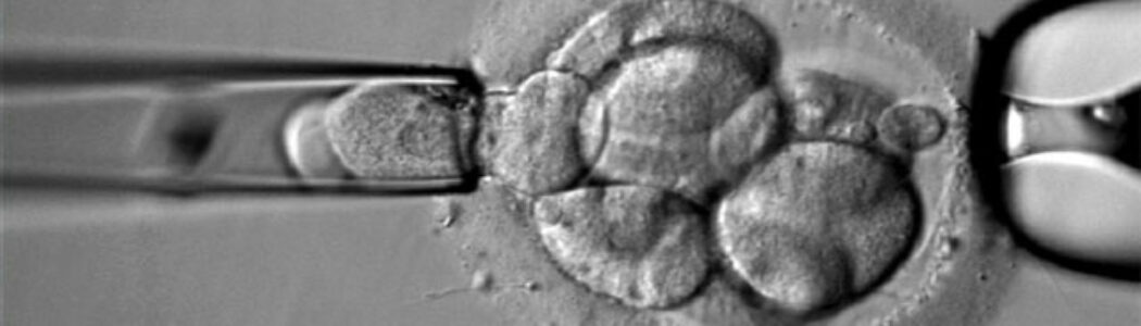 Transferir embriones cromosómicamente “anormales” puede resultar en un embarazo saludable