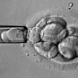 Transferir embriones cromosómicamente «anormales» puede resultar en un embarazo saludable