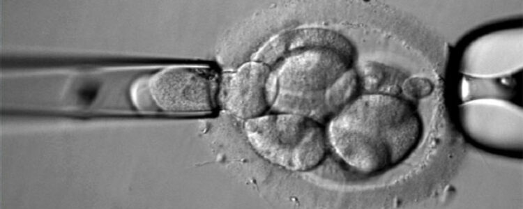 Transferir embriones cromosómicamente “anormales” puede resultar en un embarazo saludable