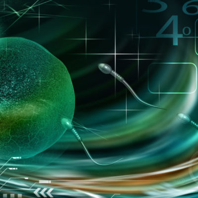 Túbulos seminíferos