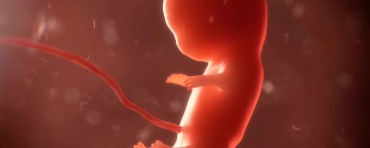 Un gen protege al feto de la diabetes de la madre