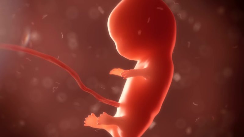 Un gen protege al feto de la diabetes de la madre