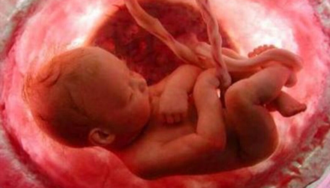 Un grupo de Científicos en Estados Unidos aseguran que el embrión humano ayuda a curar el corazón de la madre