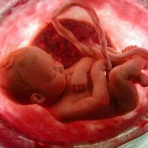 Un grupo de Científicos en Estados Unidos aseguran que el embrión humano ayuda a curar el corazón de la madre Un grupo de Científicos en Estados Unidos aseguran que el embrión humano ayuda a curar el corazón de la madre