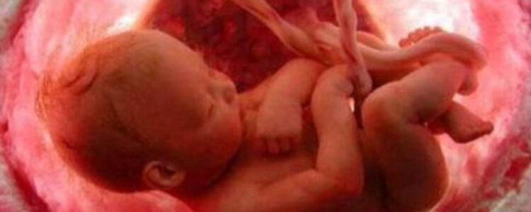 Un grupo de Científicos en Estados Unidos aseguran que el embrión humano ayuda a curar el corazón de la madre