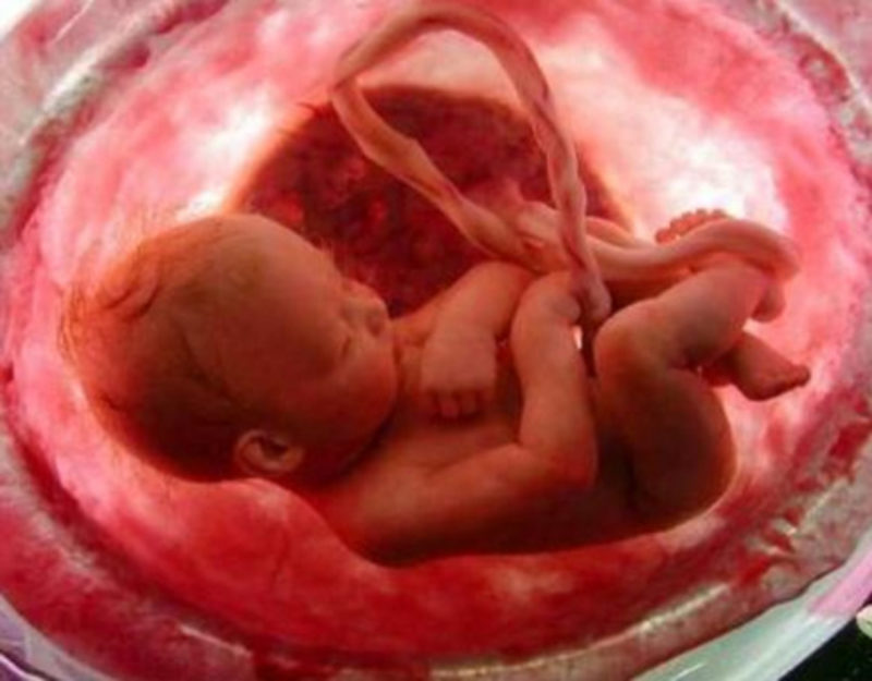 Un grupo de Científicos en Estados Unidos aseguran que el embrión humano ayuda a curar el corazón de la madre