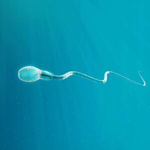 Un invento de Granada irrumpe en la fertilidad mundial