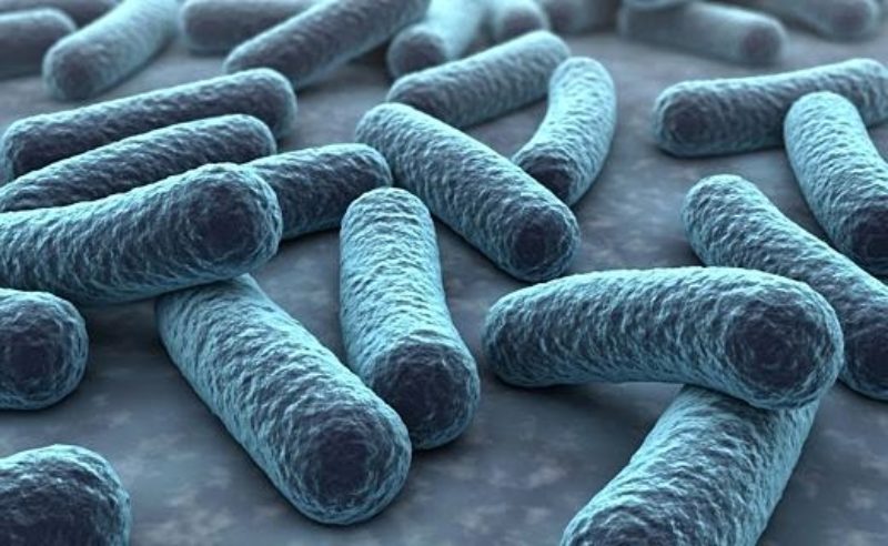 Un tratamiento con lactobacilos podría mejorar el éxito de embarazo en parejas con abortos de repetición