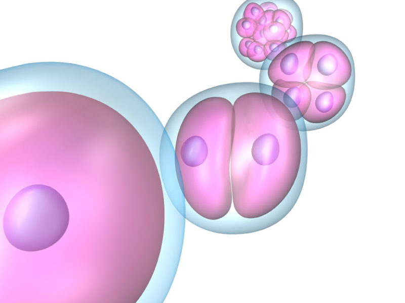 Una avería destruye en Italia cerca de un centenar de embriones