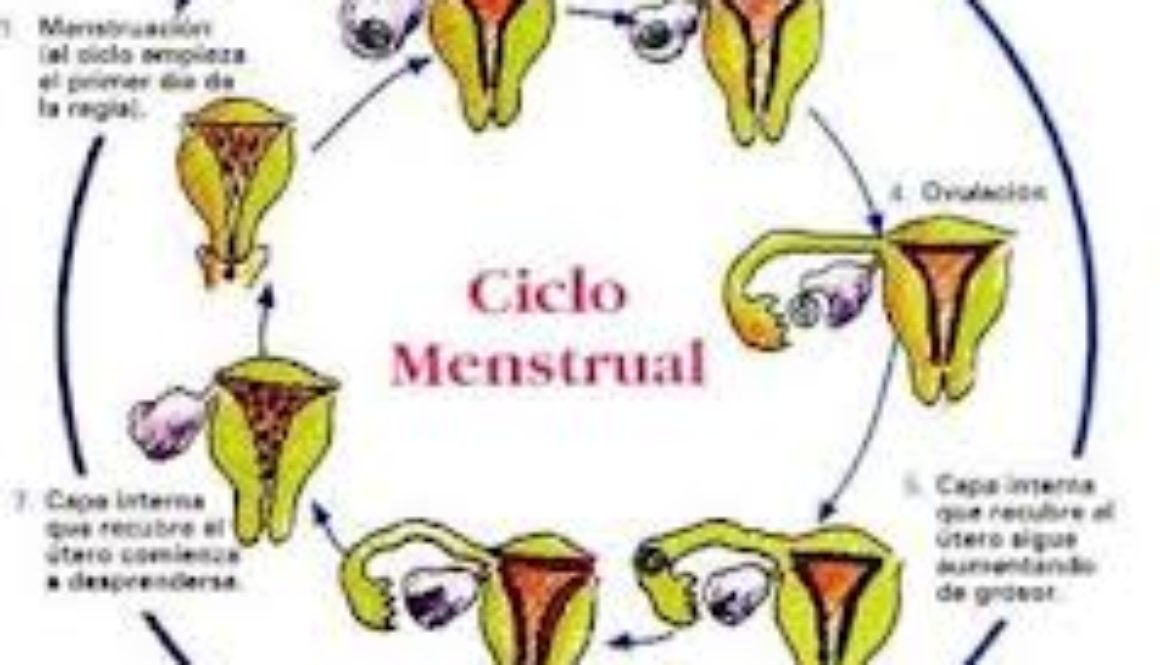 ¿Las reglas cortas pueden ser por algún problema de endometrio fino?