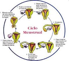 ¿Las reglas cortas pueden ser por algún problema de endometrio fino?