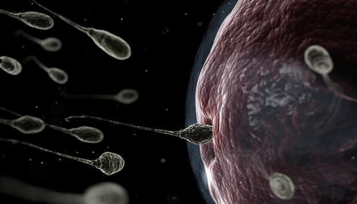 Identifican 288 proteínas del esperma para desarrollo del embrión