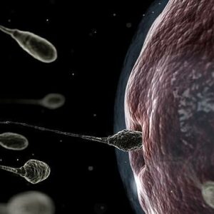 Identifican 288 proteínas del esperma para desarrollo del embrión
