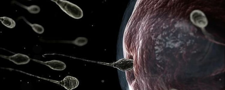 Identifican 288 proteínas del esperma para desarrollo del embrión