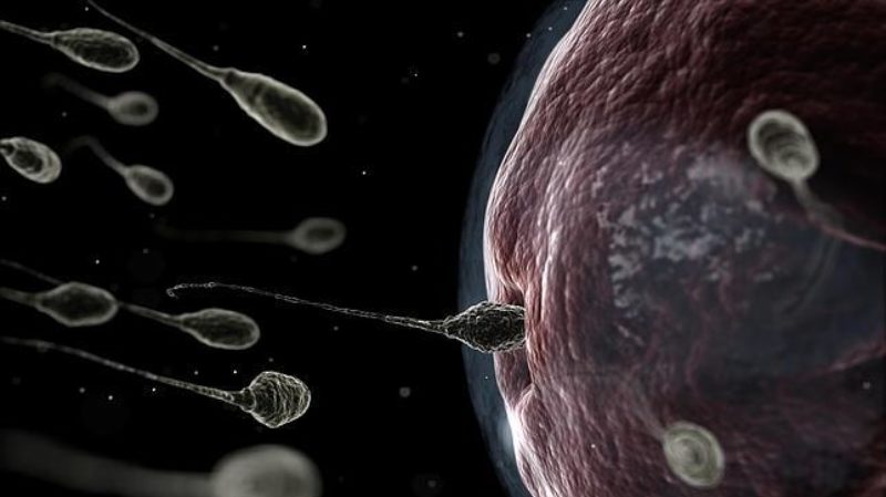 Identifican 288 proteínas del esperma para desarrollo del embrión