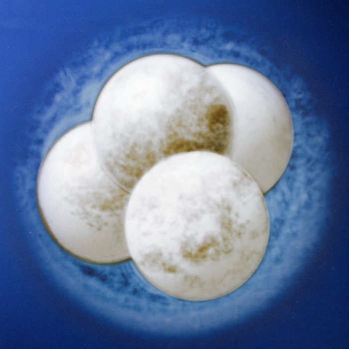 Tasa de éxito y precios - Adopción embriones