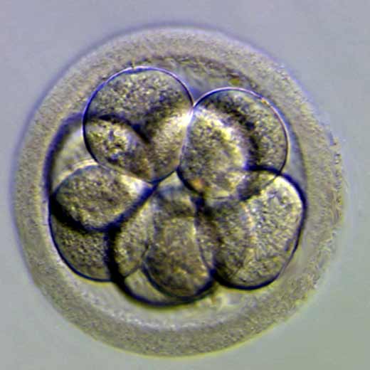 ovodonacion con 3 embriones congelados