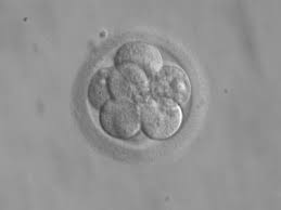 ¿Tener mucho flujo vaginal desde el primer día de la transferencia puede afectar a la implantación de los embriones?