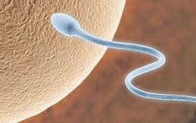 ¿Qué quiere decir hipoplasia testicular severa? ¿podremos ser padres?