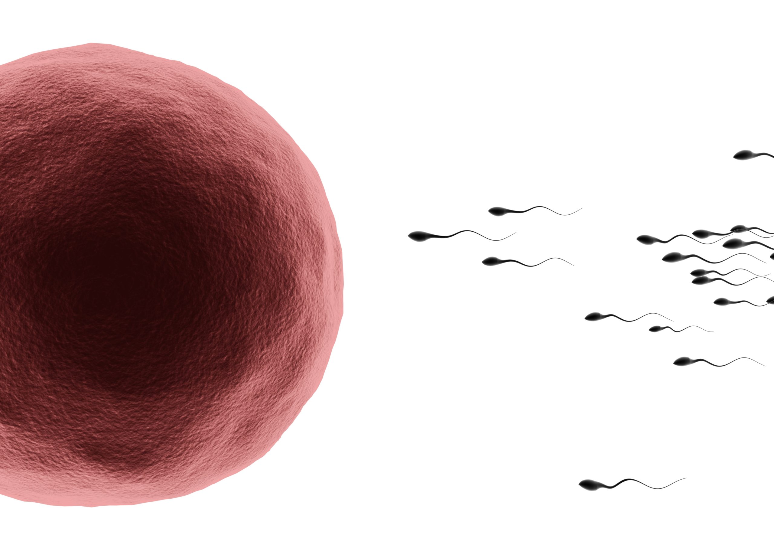 Sperm with human egg - natural insemination